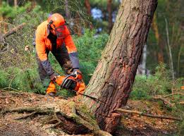 Best Hazardous Tree Removal  in Ridgemark, CA