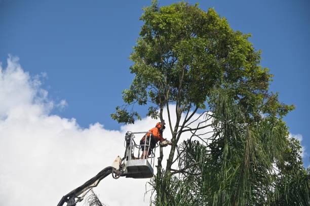 Best Tree Removal  in Ridgemark, CA